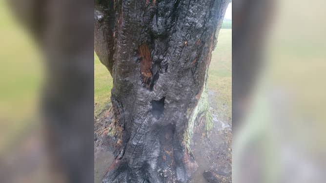 Lightning can do some crazy things': Tree burns from inside after lightning strike in Ohio | Fox Weather
