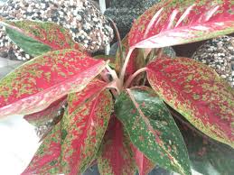 Ok, ur d!ck, ixora sunkist, zingiber officinal. Jom Kenali Pokok Di Sekeliling Kulim Nursery Sdn Bhd Facebook