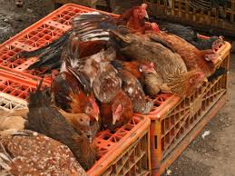 Use the information below to learn about the symptoms of avian flu for birds and humans, and what to do if an outbreak occurs. What Is Avian Flu And How Do You Catch It