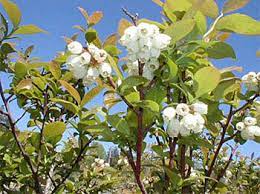 Whatever you need, whatever you want, whatever you desire, we provide. Fs419 Selecting Blueberry Varieties For The Home Garden Rutgers Njaes