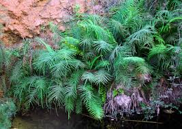 Image result for Pteris vittata