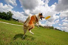 Buy a minimum of 2 *dog* discs. How To Teach Your Dog To Play Frisbee The Dogington Post