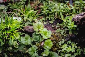 Image result for Cardamine