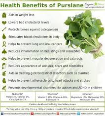 With its high levels of copper and iron, purslane can help to stimulate the production of red blood cells. Pin On Recipes