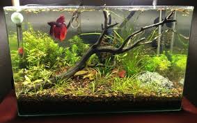 Betta Fish Tank Setup Ideas That Make A Statement Spiffy Pet Products Betta Fish Tank Betta Aquarium Betta Tank