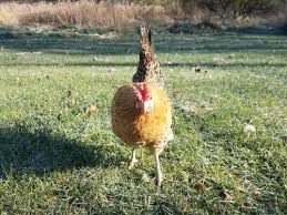 They are below average layers, and a bit. Sicilian Buttercup Chicken Hatcheries And Breeders The Featherbrain