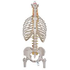As part of the bony thorax, the ribs protect the internal thoracic organs. Amazon Com 3b Scientific A56 2 Classic Flexible Spine W Ribs And Femur Heads 3b Smart Anatomy Industrial Scientific
