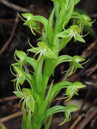 Image result for Habenaria arianae