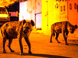 From spellbinding wildlife spectacles to intimate encounters, planet earth ii takes you closer than ever before. Prime Video Planet Earth Ii