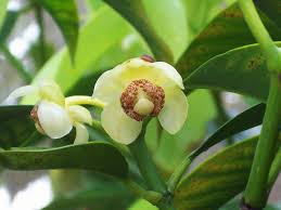 Image result for Garcinia pachyclada