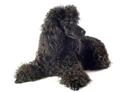 Maybe you would like to learn more about one of these? Poodle Miniature Dog Breed Information American Kennel Club