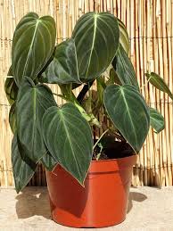 Philodendron Melanochrysum Plant On Totem The Philodendron Guru Plants Philodendron Plant Philodendron