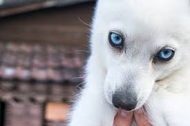 Please use the navigation bar above for more information. Alaskan Klee Kai Lumi Foto Bild Hunde Hund Natur Bilder Auf Fotocommunity