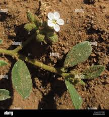 Image result for Limeum viscosum