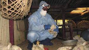 We have sent serum and oropharyngeal swab samples for tests to the. Death Of 650 Chickens Sets Off Bird Flu Scare In Bihar India News
