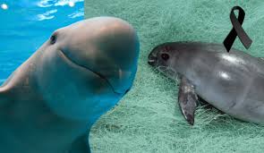 El tamaño de la vaquita marina es de apenas 150 cm, su peso promedio es de 50 kilos, es incluso menor que una persona promedio. Aparece Otra Vaquita Marina Sin Vida Parece Que Su Extincion Es Inminente