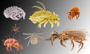 As we describe, many of these microorganisms are harmless and in some cases provide vital functions that the human genome has not evolved. Systematic And Morphological Survey Springerlink