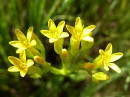 Image result for Sebaea sedoides