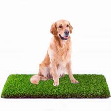 Maybe you would like to learn more about one of these? The Best 5 Types Of Indoor Dog Potty Grass Patchpuppy Com