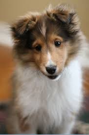 Sheltie Sunday For 10 14 18 34 Photos Of Shetland Sheepdogs Shetland Sheepdog Puppies Sheltie Sheltie Dogs