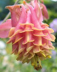 Pin On Garden Delights
