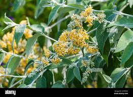 Image result for Buddleja madagascariensis