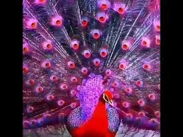 Hanya saja perlu saya berikan catatan file yang bisa anda download ini saya beri nama suara burung. Subhanaullah Bulu Cantik Burung Merak Youtube