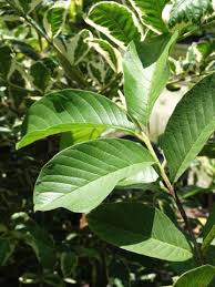Image result for Psidium guajava