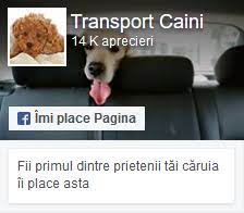 Amenzi mari pentru soferii neatenti la transportul copiilor si cainilor in autoturism. Cum Sa Calatoresti Cu Cainele In Vacanta Sfaturi Utile Pe Durata Transportului Transport Animale De Companie Caini Si Pisici In Tara Si International Transportcaini Ro