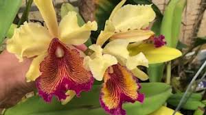 Image result for Cyrtorchis neglecta