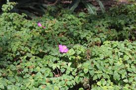 Image result for Heterotis rotundifolia