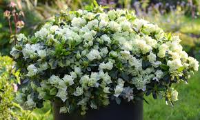 Since its formation in 2002, lime green has established itself as the uk's foremost manufacturer of hydraulic lime mortar the plant has a wide range of ingredients available on demand from the silos. Up To 7 Off Azalea Romantic Lime Green Plant Groupon