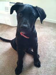 Some people think that there may have even been a great dane introduced into the boxer breed at some point. Pin By Allyson Kane Wallace On Duke Daisy Great Dane Dane Puppies Great Dane Mix