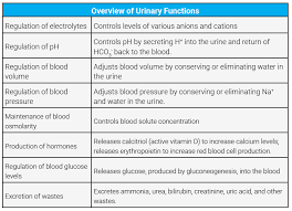 Image result for Renal Function