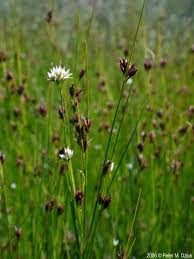 Image result for Rhynchospora rugosa