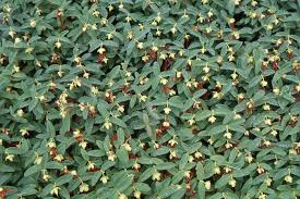 Image result for Hypericum humbertii