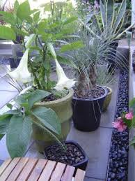 Image result for Sauromatum venosum