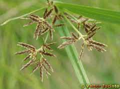 Image result for Cyperus longus