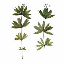 Image result for Didymosalpinx callianthus