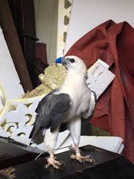 Dengan karakter fisik ini bukan hanya sekedar membuat si kecil dapat mengenali burung elang. Paling Bagus 21 Gambar Burung Elang Putih Richa Gambar