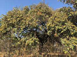 Image result for Parinari