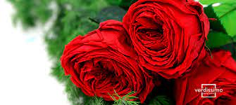 We did not find results for: Verdissimo The Largest Wholesaler Of Preserved Flowers