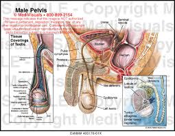 Maybe you would like to learn more about one of these? Male Pelvis Medical Exhibit