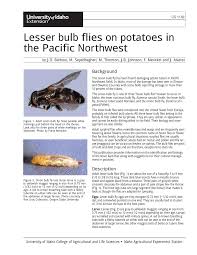 Foods & plants that can be toxic for birds bird health care. Pdf Lesser Bulb Flies On Potatoes In The Pacific Northwest