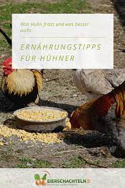Was Huhn Frisst Und Was Besser Nicht Huhner Futter Huhner Huhnerfutter