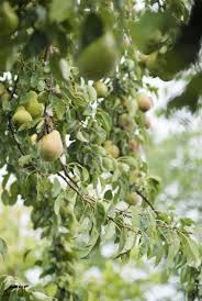 They grow one per stem and will not be found growing in a cluster. Pruning A Pear Tree Tips For Trimming Pear Trees