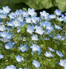 Baby Blue Eyes Nemophila Seeds West Coast Seeds