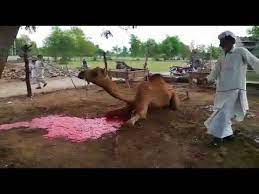 Jokes apart, one may consider the following points, which prove that the zabiha (islamic way of slaughtering) method is not only humane but also. Professional Camel Qasai Islamic Way Of Camel Slaughtering Camel Slaghtering Youtube