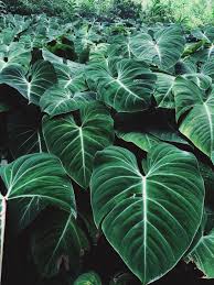 J'ai choisi des fleurs tropicales, présentes autour de moi en martinique. Street Etiquette Plante Verte Plantes Tropicales Jardin Botanique