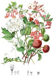 Image result for Caprifoliaceae